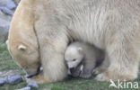 Polar bear (Ursus maritimus)