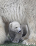 Polar bear (Ursus maritimus)