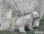 Polar bear (Ursus maritimus)