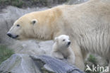 Polar bear (Ursus maritimus)