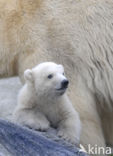 Polar bear (Ursus maritimus)