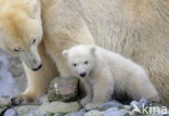 Polar bear (Ursus maritimus)