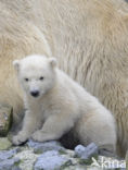 Polar bear (Ursus maritimus)