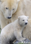 Polar bear (Ursus maritimus)