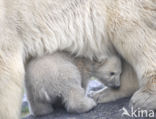 Polar bear (Ursus maritimus)