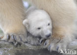 Polar bear (Ursus maritimus)