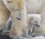 Polar bear (Ursus maritimus)