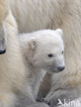 Polar bear (Ursus maritimus)