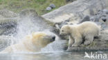 Polar bear (Ursus maritimus)