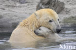 Polar bear (Ursus maritimus)