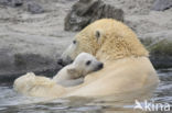 Polar bear (Ursus maritimus)