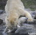 Polar bear (Ursus maritimus)