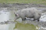 Varken (Sus domesticus)