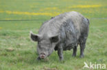 Pig (Sus domesticus)