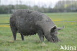 Pig (Sus domesticus)