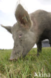 Pig (Sus domesticus)