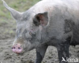 Pig (Sus domesticus)