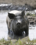 Pig (Sus domesticus)