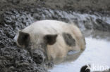 Pig (Sus domesticus)