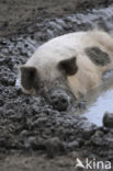 Pig (Sus domesticus)