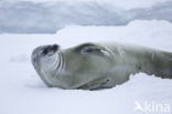 Crab-eater Seal (Lobodon carcinophagus)