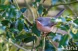 Westelijke Baardgrasmus (Sylvia inornata)