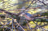 Westelijke Baardgrasmus (Sylvia inornata)