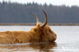 Highland Cow (Bos domesticus)