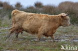 Highland Cow (Bos domesticus)