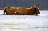 Highland Cow (Bos domesticus)