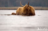 Highland Cow (Bos domesticus)