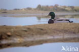 Mallard