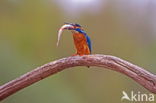 IJsvogel (Alcedo atthis)