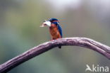 Kingfisher (Alcedo atthis)