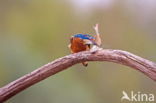 Kingfisher (Alcedo atthis)