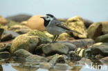 Witte Kwikstaart (Motacilla alba)