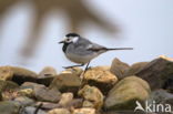 Witte Kwikstaart (Motacilla alba)