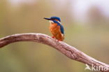 IJsvogel (Alcedo atthis)