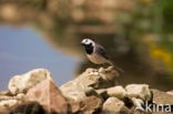 Witte Kwikstaart (Motacilla alba)