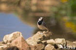 Witte Kwikstaart (Motacilla alba)