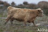 Highland Cow (Bos domesticus)