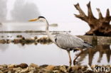 Grey Heron (Ardea cinerea)