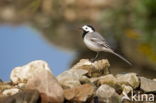 Witte Kwikstaart (Motacilla alba)