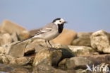 Witte Kwikstaart (Motacilla alba)