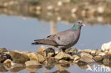 Houtduif (Columba palumbus)