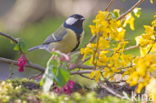 Koolmees (Parus major)