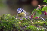 Blue Tit (Parus caeruleus)