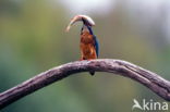 IJsvogel (Alcedo atthis)