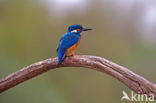 IJsvogel (Alcedo atthis)