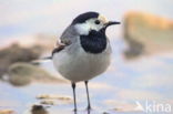 Witte Kwikstaart (Motacilla alba)